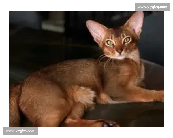 巴舒亚伊痛失爱猫 Kiyo：那个拼尽全力守护的小天使，终究离开了